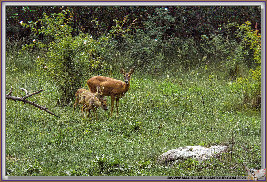 BICHE et FAONS